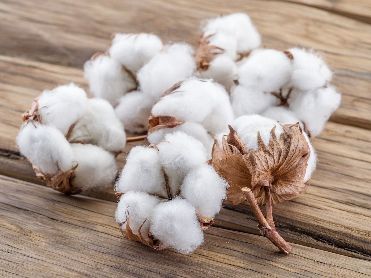 Cotton (Kapas)